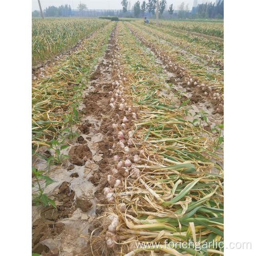 New Crop Fresh Garlic Of 2019 In 5.0cm